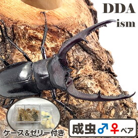 【DDA】貴重！飼育品 マンディブラリスフタマタ 成虫 ♂70〜90mmUP ペア プレゼント付き dda クワガタ 生体