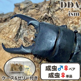 【DDA】北九州 ヒラタクワガタ 成虫 (♂60～超特大72mm ペア/♀単品) プレゼント付き dda クワガタ 生体 国産