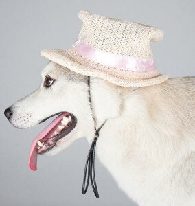 _{200~It+P2{^ p Lp Xq sN{ XLyzXg[nbg JJX ybgpANZT[ Č S[fgo[ uh[go[