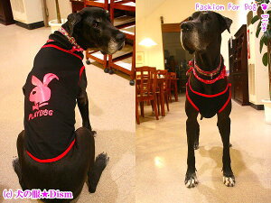 _{200~OFF^  PLAYDOG^Ngbv ( ^p )