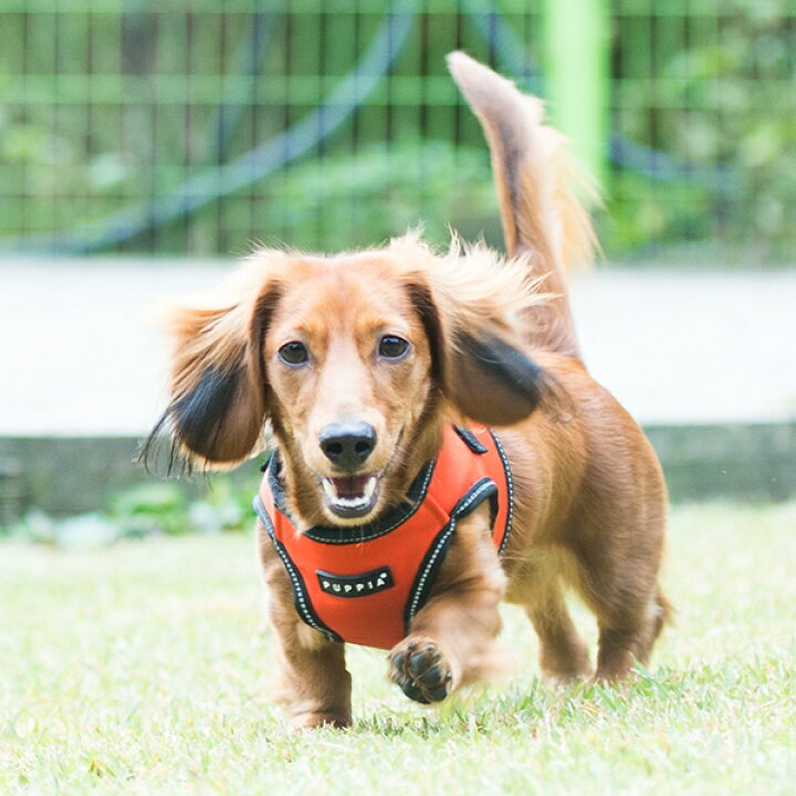 楽天市場】犬用ハーネス 水遊び可能 水陸両用 PUPPIA ベスト型トレックハーネス(小型犬用 S M Lサイズ)【防水加工 撥水加工】メール便可能 パピア チワワ トイプードル シーズー ミニチュアダックス シュナウザー ポメラニアン パグ フレブル等 : 犬の洋服屋さん ... 楽天市場】犬用ハーネス 水遊び可能 水陸両用 PUPPIA ベスト型トレックハーネス(小型犬用 S M Lサイズ)【防水加工 撥水加工】メール便可能 パピア チワワ トイプードル シーズー ミニチュアダックス シュナウザー ポメラニアン パグ フレブル等 : 犬の洋服屋さん ...
