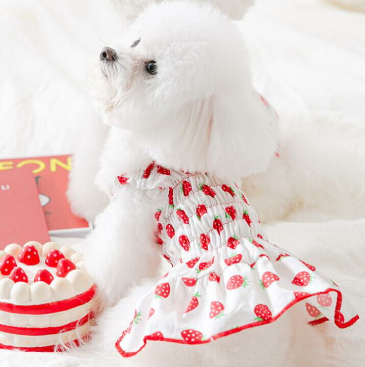楽天市場】＼スーパーSALE10%オフ／ 犬服 いちごワンピース ( 小型犬 