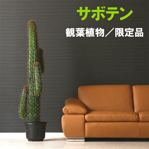 珍しい 花 プレゼントの通販 価格比較 価格 Com