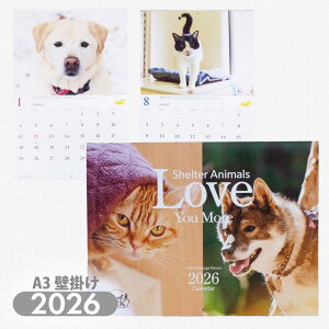 ARK A[N Ǌ|J_[ 2026 Aj}t[W֐ ی쌢 یL ʐ^ {eBA ی t y[OKz