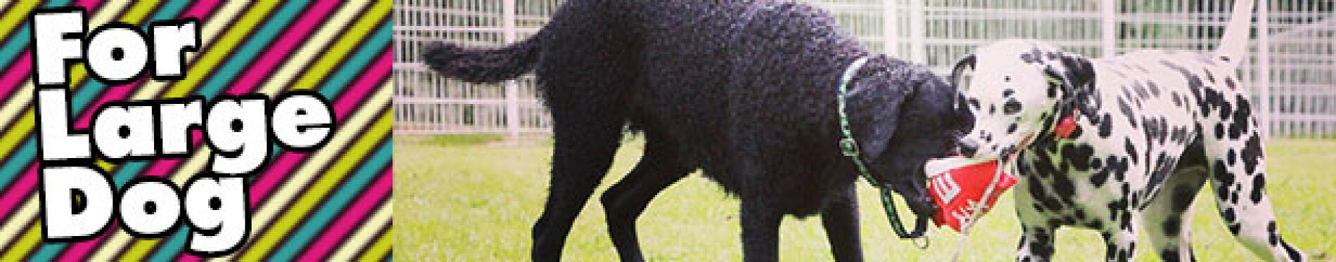 大型犬アイテム特集