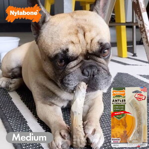  ނ  iC{[ Ag[ I^ieBu M xj\t[o[ ^ diC AJ Nylabone COuh Ai ɂ iiko