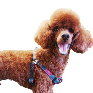 y񂹁z u[~[ fjn[lX M u[ ( M , u[ )