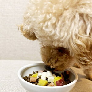 y񂹁z t[YhC kC|egS {