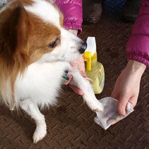 y񂹁z [Jv^XXv[{330ml {