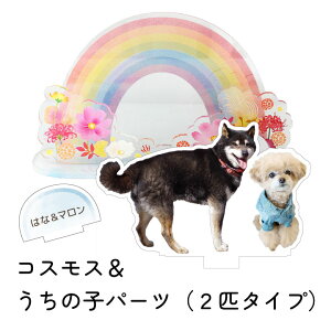 y󒍐Yzybg   ̋ X^h ʐ^ ̎qv[g p[c Zbg l[v[g AN G ylR|XΉz D  ʐ^ tHg v[g  