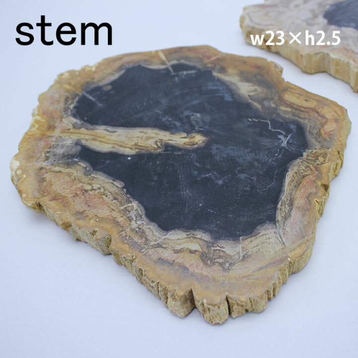 楽天市場】stem ステム フォッシルプレート【珪化木 ケイカボク 木化石 