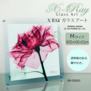 X RAY �K���X �A�[�g �e�B�[�� ���[�Y M�T�C�Y XR-05001 �C���e���A ���̑��C���e���A