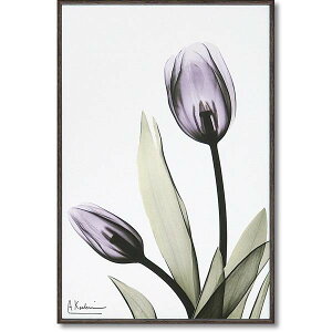 ���[�p���[ STYLISH ART X-RAY �L�����o�X�A�[�g S�T�C�Y �u�`���[���b�v�v XR-03802 �C���e���A ���̑��C���e���A