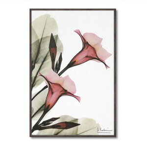 X RAY �L�����o�X�A�[�g�u�g�����y�b�g �t�����[�v S�T�C�Y XR-03803 �C���e���A ���̑��C���e���A