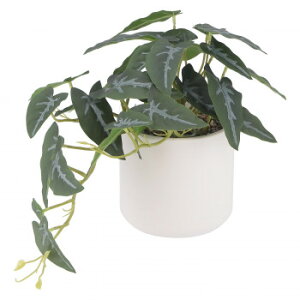 sfՁ@iC/D:41138j tFCNO[ AJVA Z~bN|bg K[fjOEDIYEhE K[fjOEԁEAEDIY