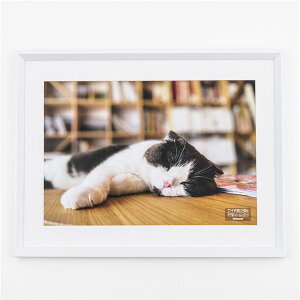 ؐʐ^z Chlbؔ F-SW-123-W zCg