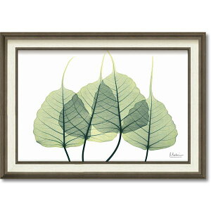 �f�W�^���v�����g X-RAY �L�����o�X�A�[�gBOX�t���[���iM�j�u���[�t3�v