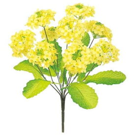 楽天市場 菜の花 花 観葉植物 花 ガーデン Diy の通販