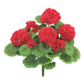 楽天市場 ゼラニウム 花 観葉植物 花 ガーデン Diy の通販 楽天市場 ゼラニウム 花 観葉植物 花 ガーデン Diy の通販