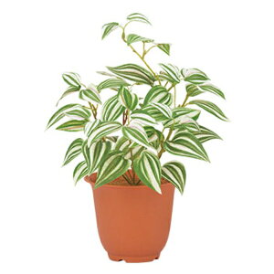 �s���G�}�t�g���f�B�X�J���`���u�b�V�� *7 �O���[���z���C�g �s�|�b�g�ʔ���t LEB8239GRWHHI �t�F�C�N�O���[�� ���[�t �u�b�V�� �� �l�H�ϗt�A�� ���G�}