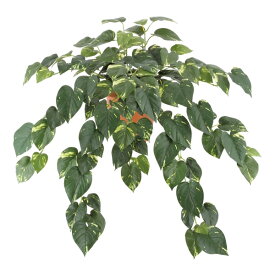 楽天市場 垂れ下がる 植物の通販