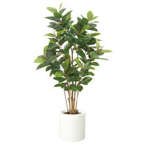 楽天市場】150cm（種類（植物）ゴムの木）（花・観葉植物｜花 