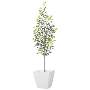 y@llz 160cmtBJXc[ vX`bN OΉ s|bgʔt LET2079SGL18 tFCNO[ [t c[ lHϗtA OΉ tBJXc[ tBJX xW~ c