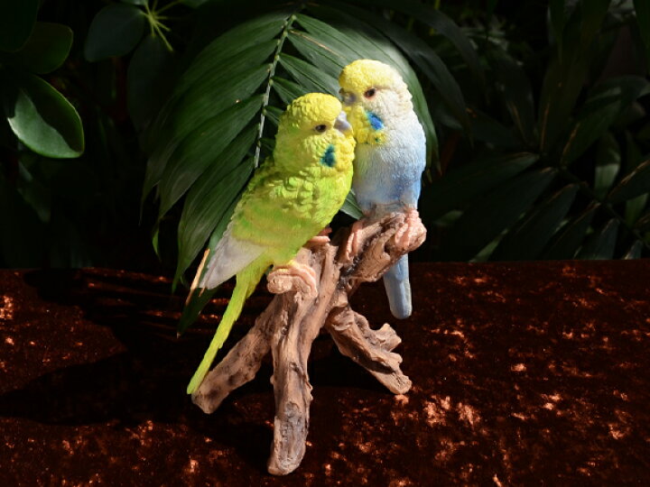 楽天市場】Pair Parakeets ペア・パラキート 仲良しインコの置物 本物 