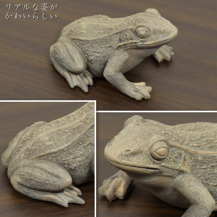 楽天市場】Frog グレイフロッグ リアルなカエルの置物 オブジェ 蛙 
