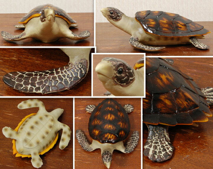 楽天市場】Sea turtle ウミガメの小物入れ 置物 ボックス 飾り 