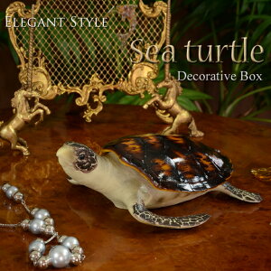 Sea turtle@E~K̏@u@{bNX@@AeB[N@AeB[N@G݁@@uE@{@@A@J@T@^[g@C@@Aj}