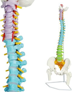 ȊwҒf X^hth_^lTCY̐ҒfAՁAҒŁA_oƐҒł̐ҒŃ}bT[W 11*11*45cm