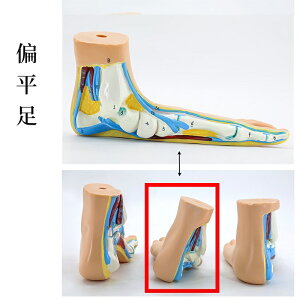 �����f�� ���֐� �͌^ �������f�� �����͌^ ���i���f�� �l�� ��� ��U�w ���o�� �}�b�T�[�W ���f�� ���{ �w�Z ���� ���� ������ ���푫 �Ε��� ����