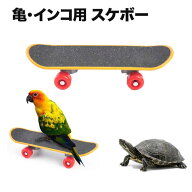 【SNSで話題沸騰】亀 スケボー インコ おもちゃ スケートボード 鳥用おもちゃ フィンガーボード 小型 中…