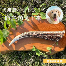 雲仙牧場鹿 ペットフード 鹿白角 大 1本 犬用 国産 栄養補完食 無添加 無着色 鹿角 おやつ 鹿 ドックフード カルシウム アレルギー ガム 歯 骨 ストレス 国産 九州産 人気 角 小型犬 中型犬 大型犬 鹿の角 【二千以下】【ペット】