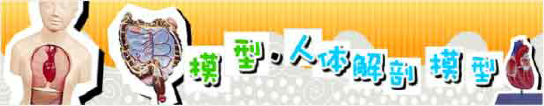 模型・人体解剖模型