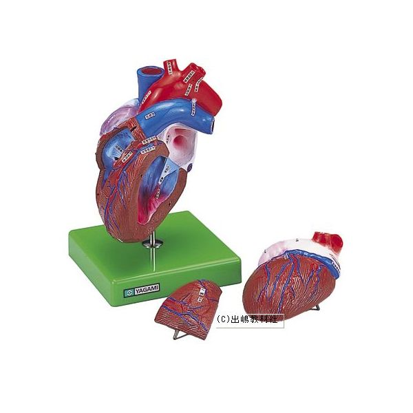心臓の構造模型