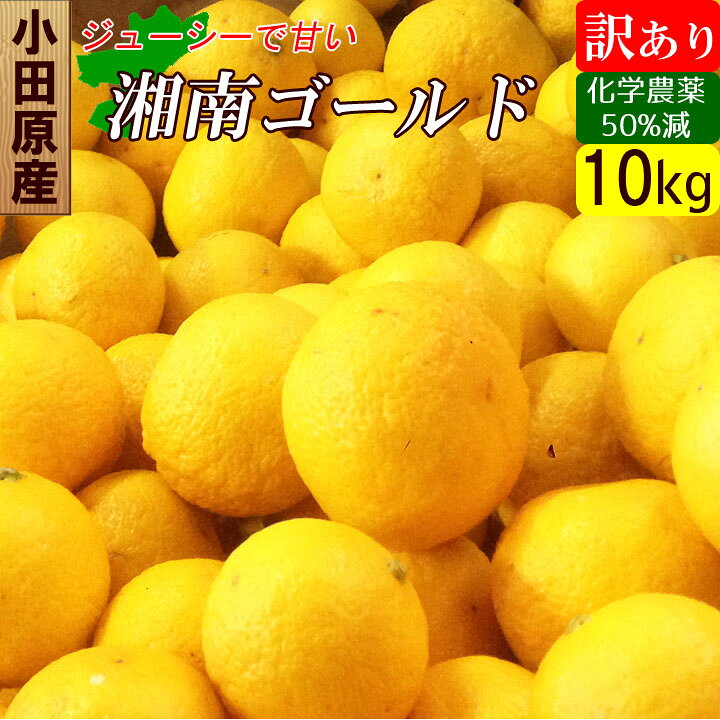楽天市場】小田原産 湘南ゴールド 訳あり B品 10キロ 減農薬！家庭用 