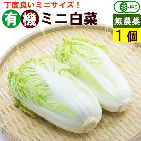 有機 ミニ白菜 1個（約400g） オーガニック 鍋野菜 冬野菜 無農薬