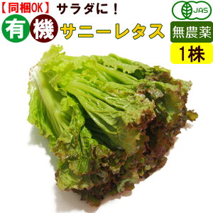 サニーレタス レタスの人気商品 通販 価格比較 価格 Com サニーレタス レタスの人気商品 通販 価格比較 価格 Com