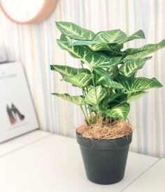 Rilmy インテリアグリーン シンゴニューム ナチュラル ナチュラルインテリア フェイクグリーン 観葉植物 ナチュラルインテリア 人工観葉植物 ミニ おしゃれ 枯れない お洒落 かわいい 可愛い オシャレ 馴染む