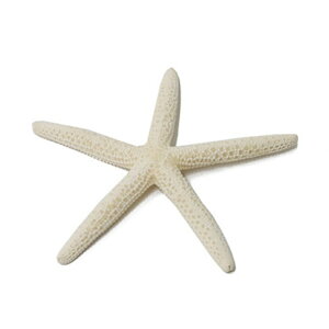 ܂Ƃߔyz}E X^[tBbV zCg qgf fBXv[ CeA G  } ][g tc AWAG 