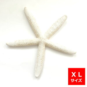 y500~|bLz}EB X^[tBbV XLTCY 1 rbOTCY qgf fBXv[ CeA G  } ][g tc AWAG