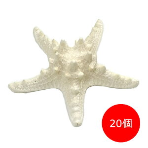 ܂Ƃߔyz}F Ruqgf X^[tBbV qgf fBXv[ CeA G  } ][g tc AWAG s