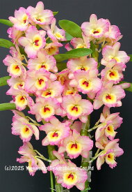 デンドロビューム苗Den. Sweet Girl ‘Cherry Wink’ スイートガール ‘チェリーウインク’1作開花サイズ苗です。花は咲いていません。