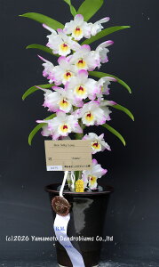 �f���h���r���[���cDen. Silky Love �eAnnie�f BM/JGP20251��J�ԃT�C�Y�c�ł��B�Ԃ͍炢�Ă��܂���B