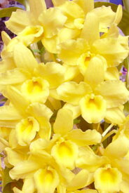 デンドロビューム苗Den. Okayama Gold‘Harmony’オカヤマゴールド‘ハーモニー’1作開花サイズ苗です。花は咲いていません。