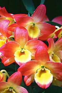 �f���h���r���[���cDen. Oriental Smile�eAkatombo�fHCC/AOS�I���G���^���X�}�C���e�A�J�g���{�f1��J�ԃT�C�Y�c�ł��B�Ԃ͍炢�Ă��܂���B