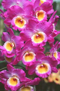 �f���h���r���[���cDen. Den. Comet King�eAkatsuki�f�R���b�g�L���O�e�A�J�c�L�f1��J�ԃT�C�Y�c�ł��B�Ԃ͍炢�Ă��܂���B