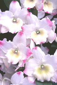 デンドロビューム苗Den. Matterhorn‘Royal Wedding’AM/AOSマッターホーン‘ロイヤルウェディング’1作開花サイズ苗です。花は咲いていません。
